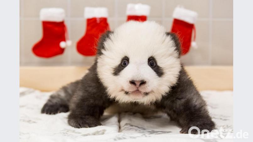 Beim Panda-Jungtier im Zoo Berlin hängen Nikolaus-Socken. Bild: Zoo Berlin/dpa