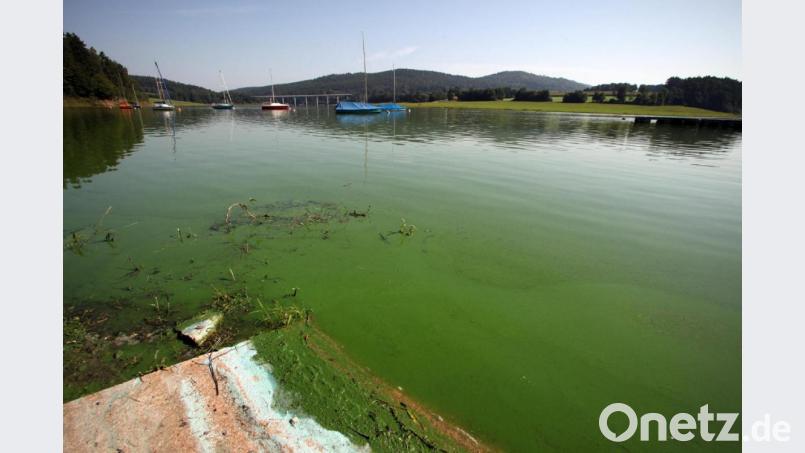 Am Ufer des Eixendorfer Stausees zeigt sich das Ausmaß der Blaualgen-Plage, die das Gewässer im Sommer regelmäßig heimsucht. Bild: bl