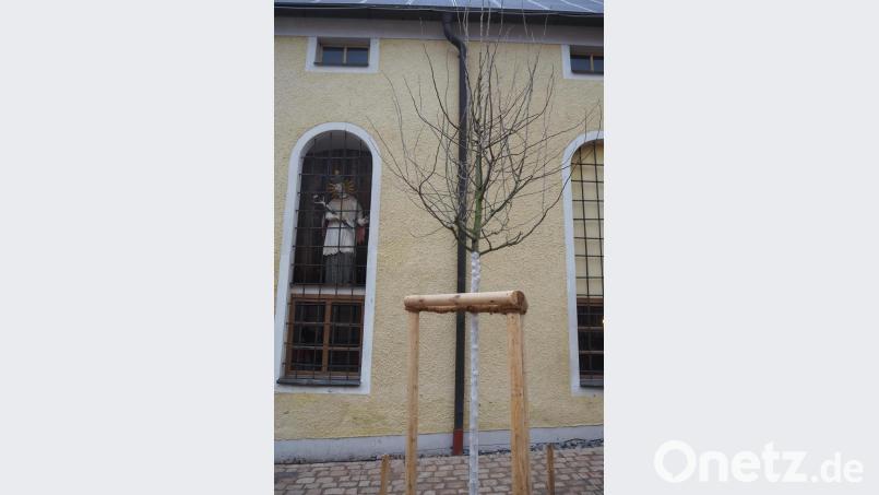 Auch einige neu gepflanzte Bäume gehören zu den Maßnahmen im Zuge der Dorferneuerung. Bild: bl