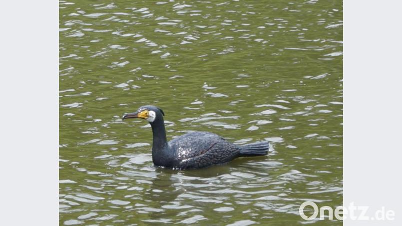Eine Kormoran-Attrappe, wie sie zur Lockjagd eingesetzt wird. Bild: oe