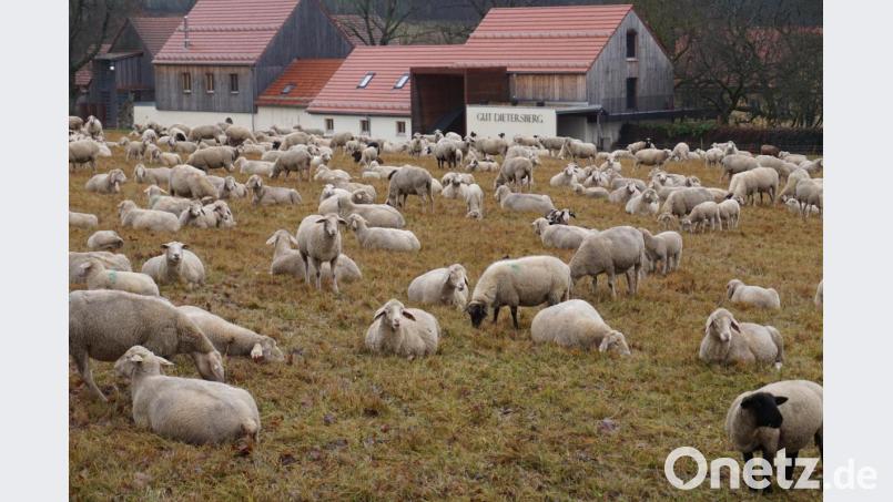 Die Schafherde beim friedlichen Grasen und Ausruhen auf einer der Weiden rund um Gut Dietersberg. Die Tiere von Manfred Pritsch halten die extensiv bewirtschafteten Flächen kurz. Bild: eib