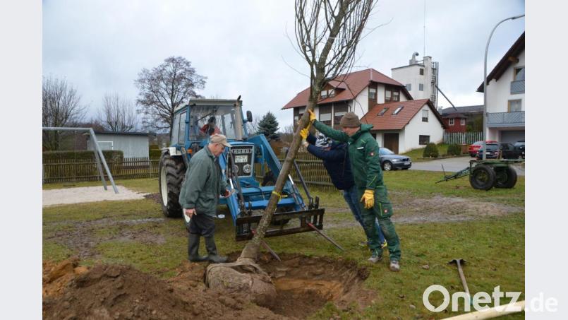 Mit vereinten Kräften haben die CSU-Mitstreiter des Ortsverbands Oberlind den Rotahornbaum in die ausgebaggerte Pflanzmulde gesetzt. Vorsitzender Florian Meißner (Zweiter von rechts) hatte in Johannes Hausner (rechts), Stadtrat Hans Bayerl (im Traktor) und Josef Beierl (links) Unterstützung erhalten. Bild: dob