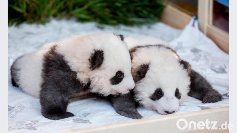 Die Panda-Zwillings-Männchen Meng Yuan (links) und Meng Xiang liegen bei der Bekanntgabe ihrer Namen und ihres Geschlechts im Berliner Zoo in ihrem Bett. Bild: Christoph Soeder/dpa