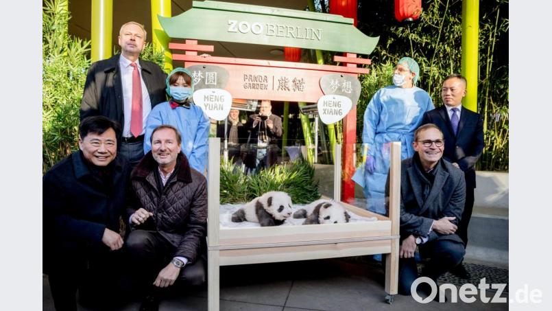 Im Berliner Zoo wurden am Montag die Namen und das Geschlecht der Panda-Zwillinge verraten. Bild: Christoph Soeder/dpa