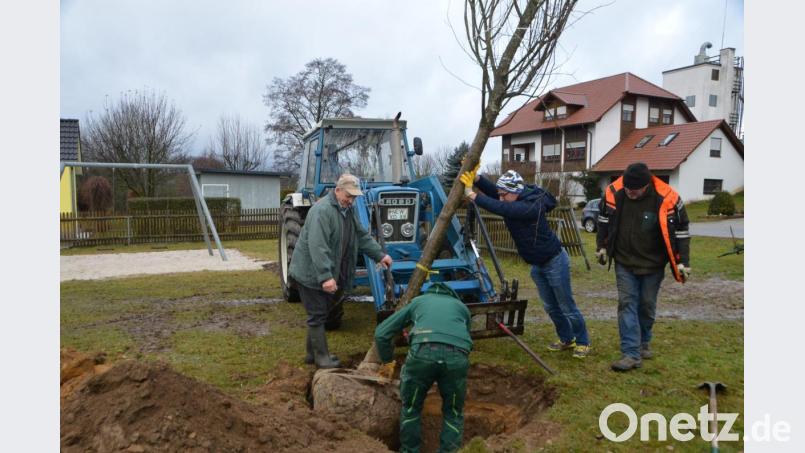 Mit vereinten Kräften haben die CSU-Mitstreiter des Ortsverbands Oberlind den Rotahornbaum in die ausgebaggerte Pflanzmulde gesetzt. Vorsitzender Florian Meißner (Zweiter von rechts) hatte in Johannes Hausner (vorne), Stadtrat Hans Bayerl (rechts) und Josef Beierl (links) Unterstützung erhalten. Bild: dob