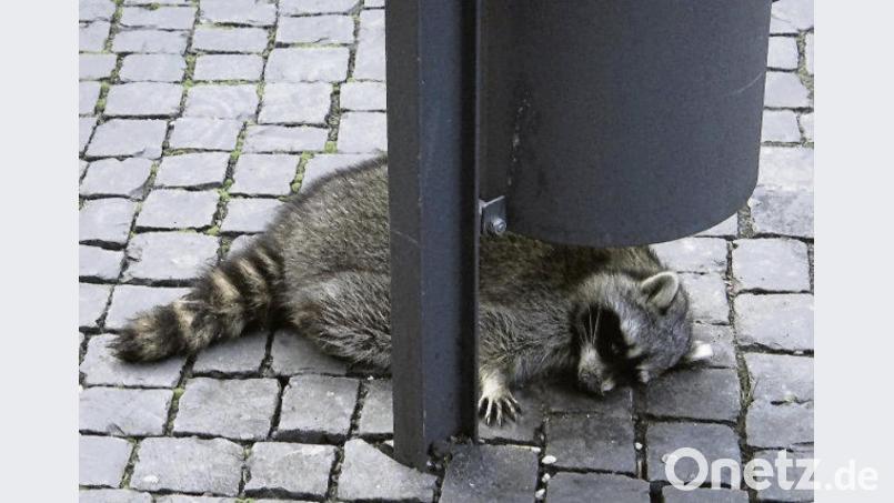 Schläft der Waschbär hier seinen Rausch aus? Bild: WichmannTV/dpa