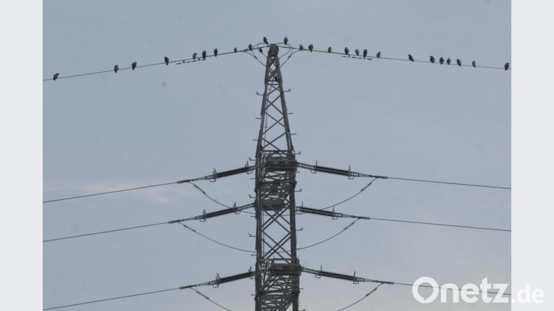 Schuld am Nabburger Stromausfall war ein Vogel der in eine Freileitung flog. Wenn Vögel auf einer Stromleitung sitzen, passiert ihnen nichts. Symbolbild: Alexander Unger