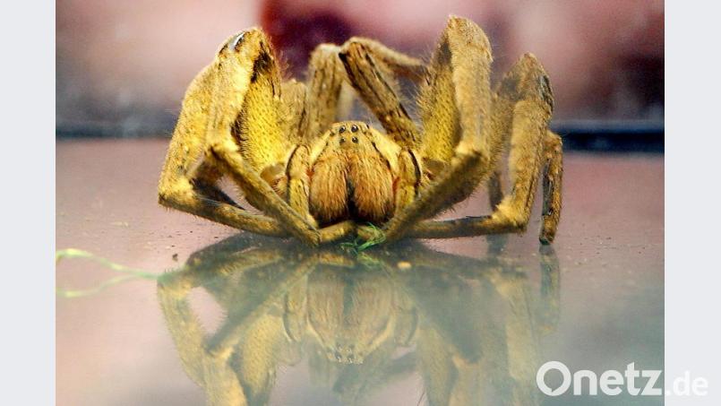 Eine Bananenspinne. Bild: Peter Kneffel/dpa