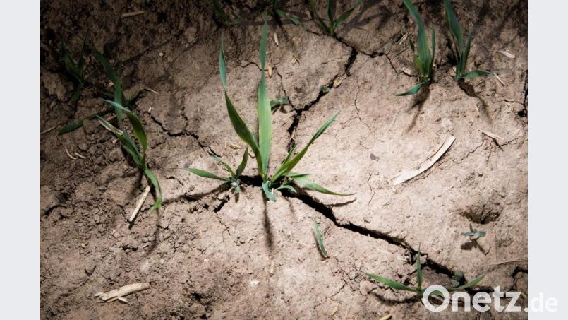 Trockenheit nimmt zu: Wenn dann noch die Erwärmung durch die Erdverkabelung dazu kommt, könnte das fatal sein für das Bodenleben, befürchten Landwirte. Bild: Julian Stratenschulte/dpa