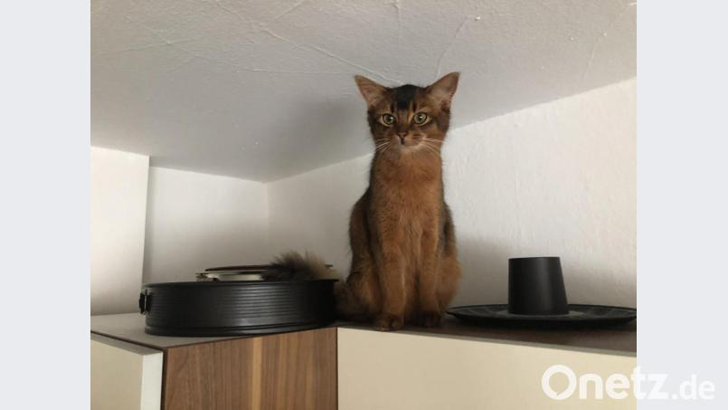 Plätzchenbacken vor Weihnachten: Mit jungen Katzen kann das schnell zum Abenteuer werden. Bild: lue