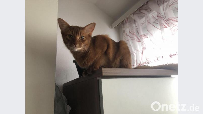 Vom Schrank aus lässt sich alles beobachten. Bild: lue