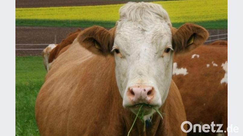 Eine Kuh unternimmt in Weiden einen kleinen Ausflug und marschiert zur Baywa. Bild: exb