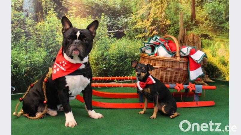 Die Lesehunde bescheren den Kindern einen vorweihnachtlichen Kindergartentag. Bild: Bild: exb/Jessica Caudill