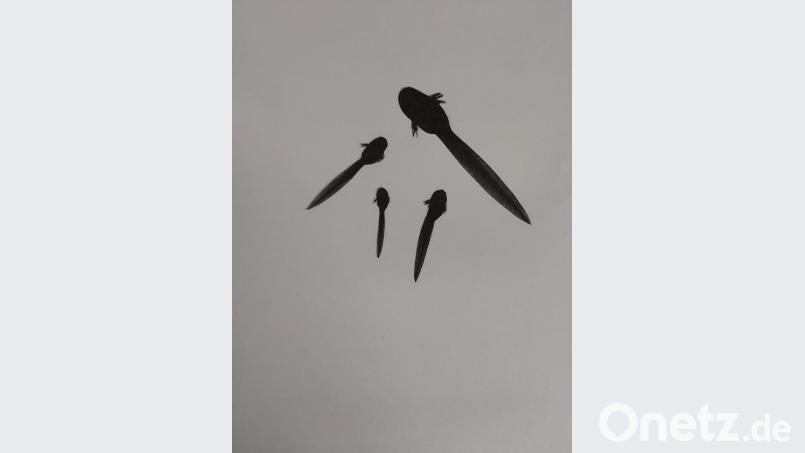 Neben dem „Grumpmàtzl“ und dem „Rozkolm“ diente die im Dialekt als „Doggenschlegl“ bekannte Kaulquappe Kindern früher als „Besatz“ für selbstgebaute kleine Teiche. Bild: slu