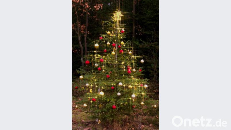 Jetzt strahlt er wieder auf seiner Wiese an der Straße zwischen Tirschenreuth und Wondreb, der &quot;Christbaum der Herzen&quot;. Bild: tr