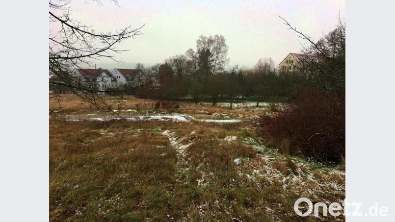 Rodungsarbeiten sollen in diesen Wintermonaten erledigt werden. Das Gebäude rechts im Hintergrund ist das Landwirtschaftsamt. Bild: ihl