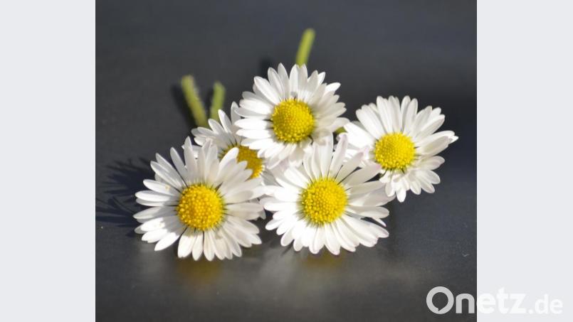Gänseblümchen sind für vieles gut, darunter Salben, Salat, Suppen und Pesto. Bild: Benkhardt
