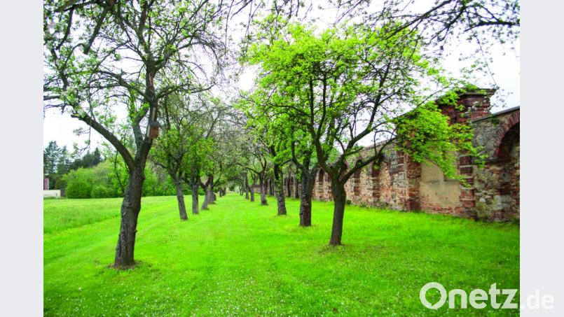 Apfelallee mit alten Sorten im Klausurbereich des Klosters Waldsassen. Bild: exb