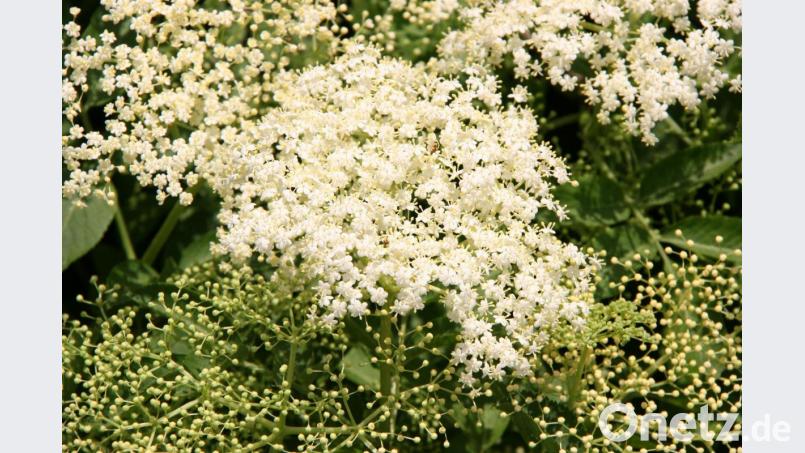 Holunderblüten verströmen einen wundervollen Duft. Der Heilpflanze ist ein ganzes Kapitel gewidmet. Bild: Benkhardt