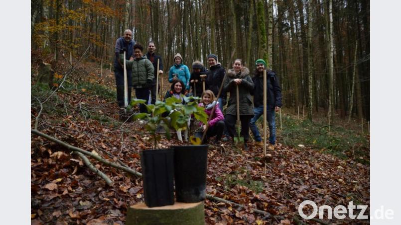 Klimaschützer aus Amberg pflanzen Setzlinge in einem Wald bei Pommelsbrunn. Damit wollen sie ein Zeichen für mehr Klimaschutz setzen. Bild: Benedikt Lueger