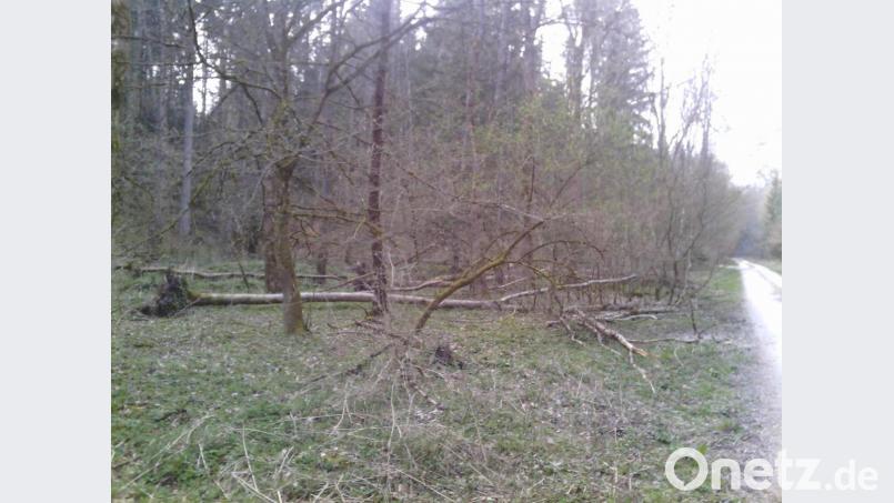 Richtung öffentliche Straße umgestürzte Eschen im Taubenbachtal. Bild: exb