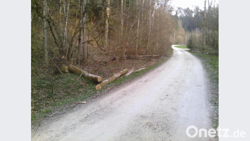Richtung öffentliche Straße umgestürzte Eschen im Taubenbachtal. Bild: exb