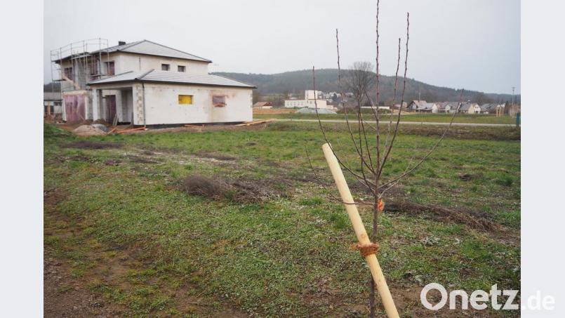 Im neuen Baugebiet von Pfreimd steht bereits das erste Haus, auch eine Bepflanzung entlang der Straßen ist noch vor dem Wintereinbruch erfolgt. Bild: bl