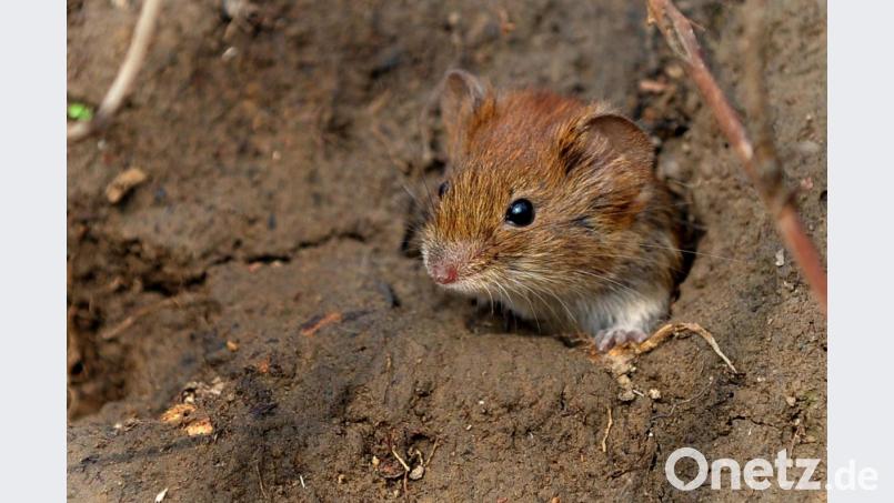 Eine Maus schaut raus: Die Nagetiere werden derzeit immer mehr zum Problem. Bild: Peter Steffen