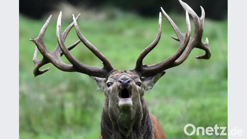 Ein röhrender Rothirsch. Foto: Carsten Rehder/dpa/Archivbild Bild: Carsten Rehder