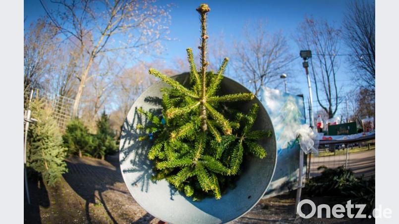 Ein Weihnachtsbaum liegt auf dem Gelände einer Verkaufsstelle für Christbäume in einer Netztrommel. Bild: Christoph Schmidt/dpa