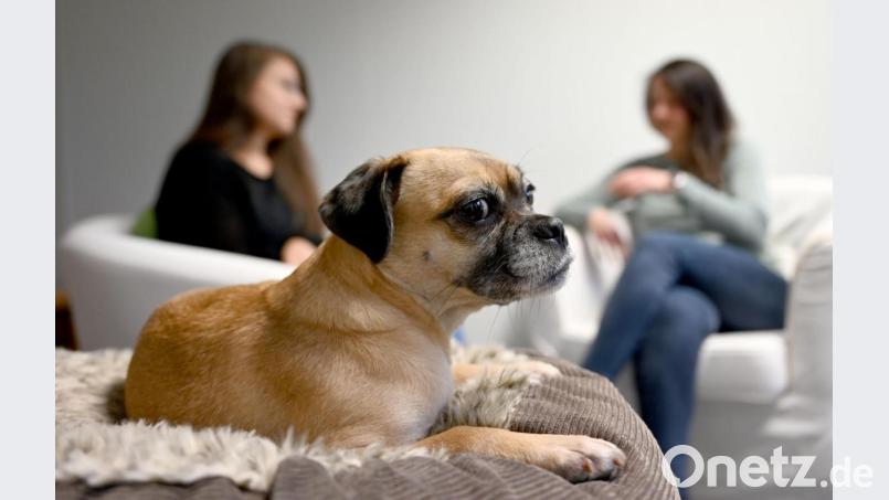 Mopsmischling Wilma wird bei der Befragung von Zeugen und Tätern eingesetzt und sorgt durch ihre bloße Anwesenheit für eine entspannte Atmosphäre. Bild: Carsten Rehder/dpa