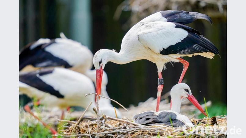 Ein Weißstorch legt einen Ast in sein Nest. Foto: Uwe Anspach/dpa Bild: Uwe Anspach