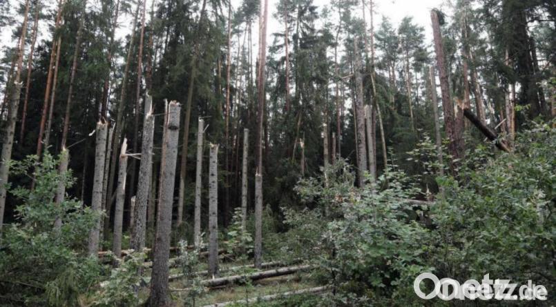 In Freudenberg hat das Unwetter viele Bäume erwischt. Bild: Wolfgang Steinbacher