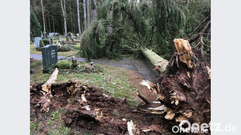 Auf dem Waldfriedhof in Sulzbach-Rosenberg hat Sturm Bennet einen Baum entwurzelt. Bild: Petra Hartl
