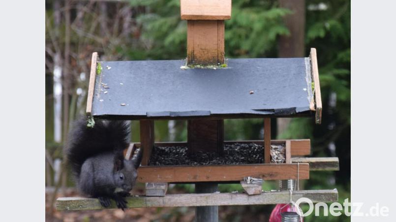 Gast im Vogelhäuschen - ein Eichhörnchen. Ein paar Sonnenblumenkerne sind offenbar eine willkommene Abwechslung auf dem winterlichen Speiseplan. Bild: bö