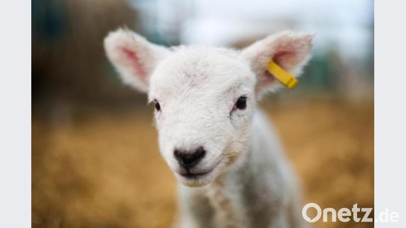 In der Nacht auf Donnerstag haben Unbekannte drei Lämmer aus dem Stall beim Adventsmarkt im Katharinenspital in Regensburg "entführt". Symbolbild: Ian Hinchliffe