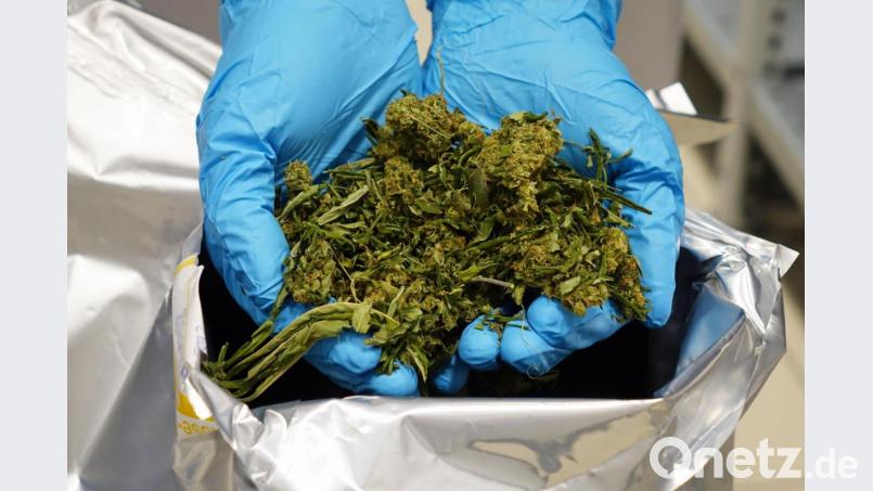 Griff in die "Vollen": Zwei Handvoll Gras Bild: Bionorica SE/dpa