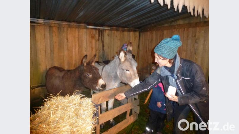 Die Esel Molli und Charly sind begehrte Streicheltiere und lassen sich das offenbar auch gern gefallen. Bild: bk