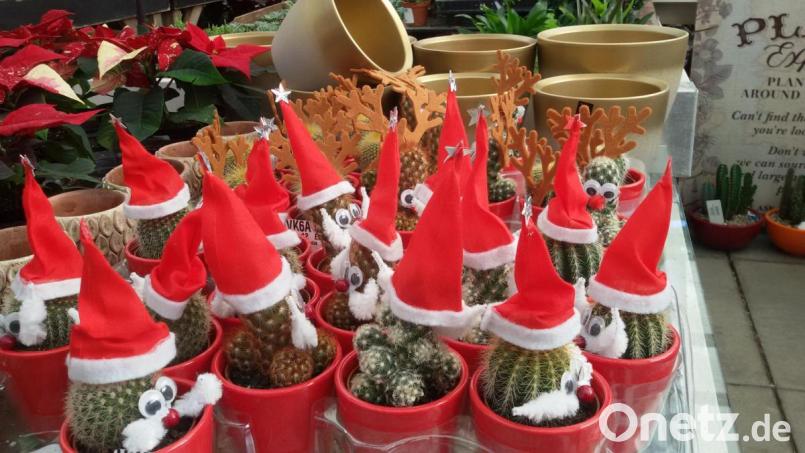 Der Nikolaus-Kaktus könnte auch in der zurückhaltenderen bayerischen Weihnacht seinen Platz finden. Bild: exb/Harald Herrle