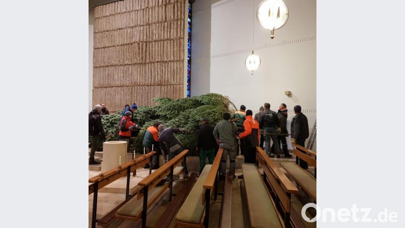 Fast am Ziel! Nach dem kräftezehrenden Transport der Tanne in den Kirchenraum bleibt &quot;nur&quot; noch das Aufstellen. Bild: phfz
