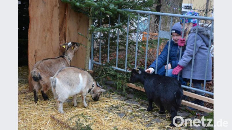 Die Ziegen der lebenden Krippe zählten zu den Stars auf dem Weihnachtsmarkt. Bild: jr