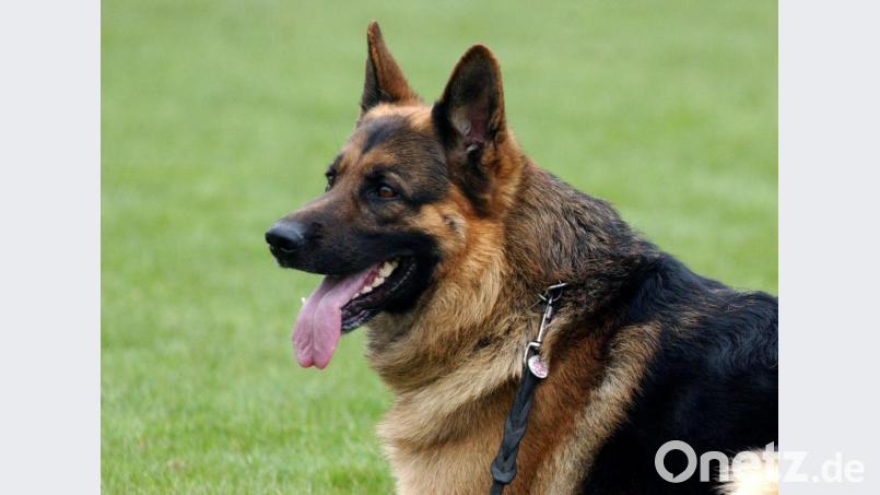 Ein Schäferhund auf einer Wiese. Symbolbild: Patrick Pleul/dpa
