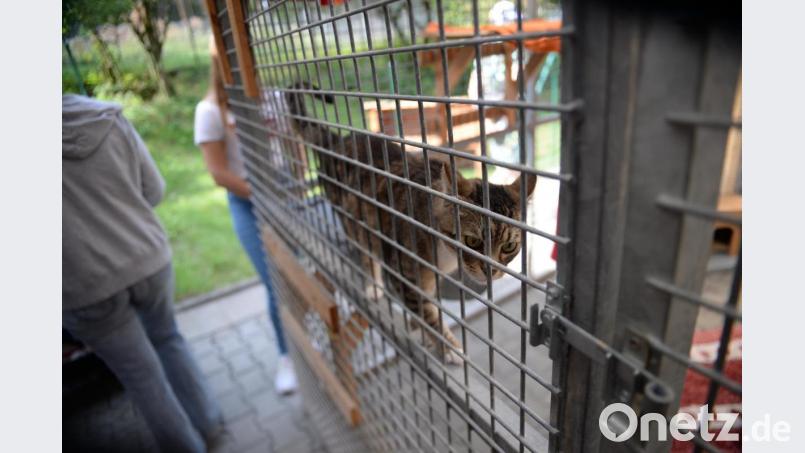 Das Tierheim in Amberg bekommt auch aus Ursensollen finanzielle Unterstützung. Bild: Andreas Brückmann
