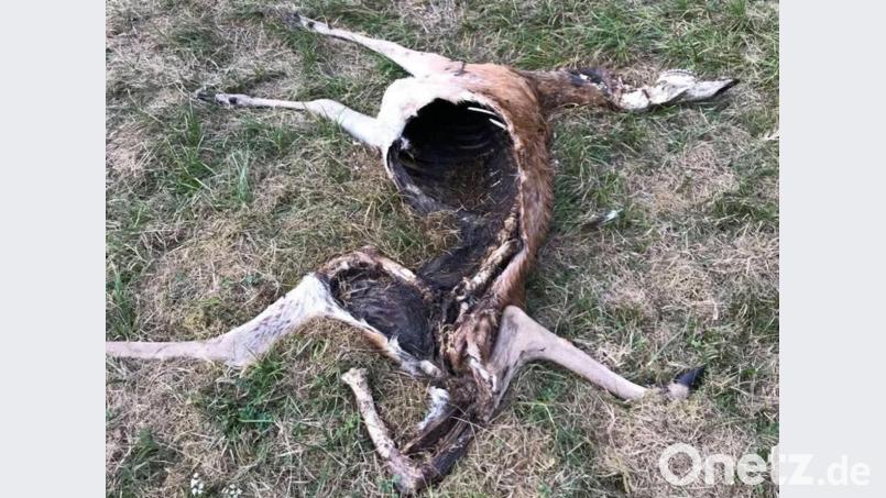 Dieses Reh wurde von einem Wolf gerissen. Die Aufnahme stammt aus dem Veldensteiner Forst (Landkreis Bayreuth). Bild: Rost