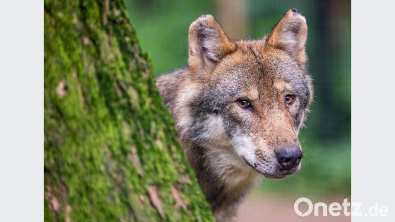 Auch wenn es Nachweise von Wölfen im Veldensteiner Forst und im Übungsplatz Grafenwöhr gibt: Zu Gesicht bekommt man den Wolf (Symbolbild) im Landkreis Amberg-Sulzbach wohl eher nicht. Die Tiere meiden den Menschen, betont Landrat Richard Reisinger – der Wolf sei bislang auch „kein Aufreger“ in der Region. Bild: Lino Mirgeler