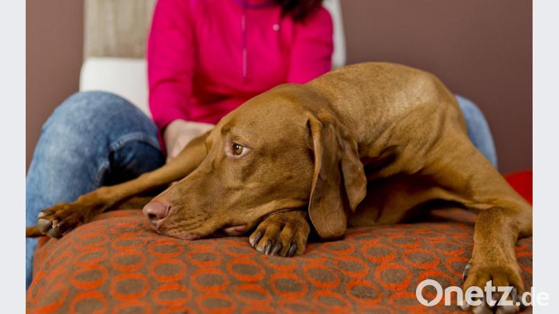 Halter bieten ihrem Hund an Silvester am besten ein ruhiges Plätzchen an. Bild: Monique Wüstenhagen/dpa