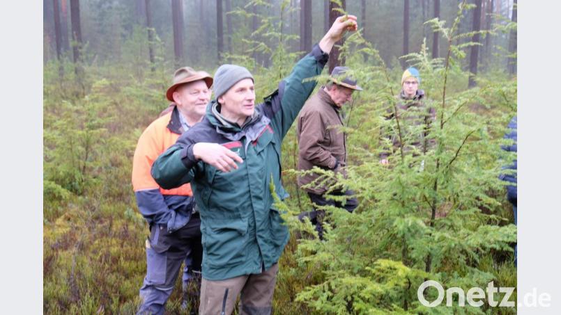 Dürre, Hitze und Schädlinge bringen das Naturgefüge ins Wanken. Welche Baumarten sich künftig für einen klimastabilen Wald eignen, erläutern an Jungbeständen im Detail Revierförster Martin Gottsche (Zweiter von links) und der geschäftsführende Vositzender der Forstbetriebsgemeinschaft Eschenbach Reinhard Wiesent (links). Bild: do