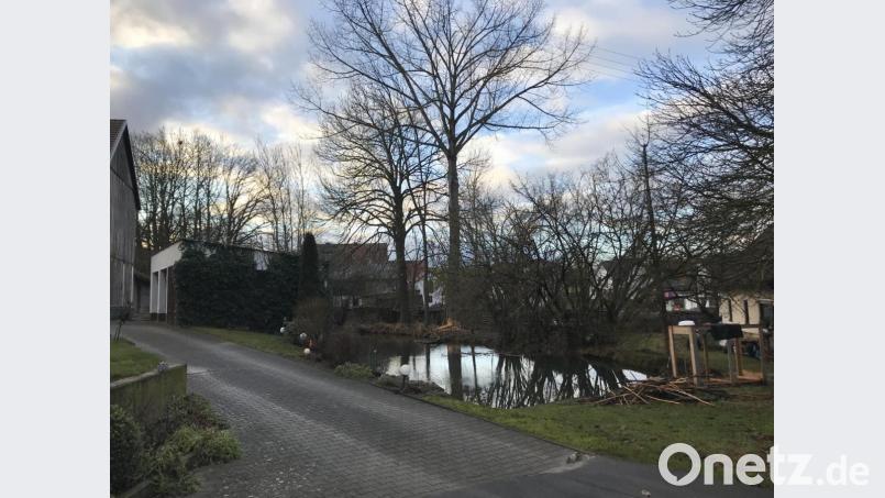 Erst haben die Biber einige Sträucher im Umfeld des Quellweihers abgenagt, dann ging es an die stattliche 30 Meter hohe Pappel, die beim Umstürzen erhebliche Schäden an den umliegenden Gebäuden verursachen würde. Bild: Stefanie Gradl