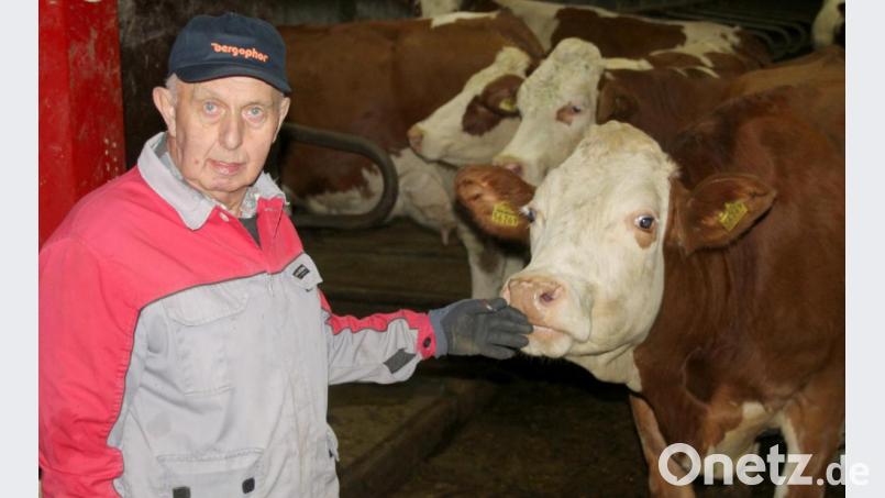 Erwin Hilburger senior passt zu Silvester gut auf seine Kühe auf. Bild: Schönberger, Ferdinand [fsb]