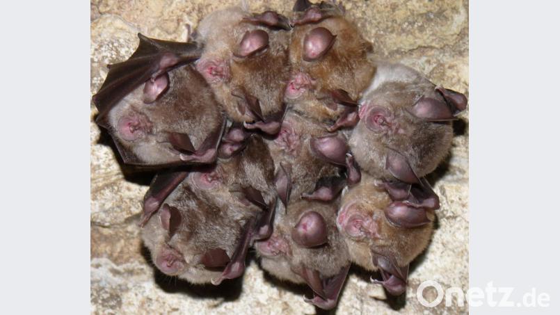 Die Große Hufeisennase reproduziert in ganz Deutschland nur im Fledermaushaus in Hohenburg. Bild: Rudolf Leitl/LBV/dpa